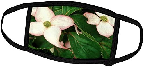 3dRose Florence Virágok - Gyönyörű, Finom Világos Rózsaszín Dogwood.jpg - Álarcok (fm_98558_1)