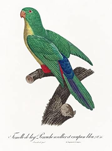 Keresztezett Rose-Gyűrűs Papagáj, Kék-Farkú Papagáj, Női - 1800-as - Francois Levaillant - Madár Illusztráció Mágnes